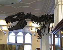 museum_dinosaur