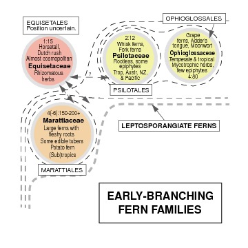 Fern classification: Early-branching fern families