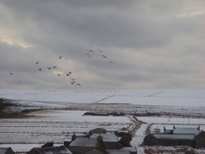 Geese - Orkney