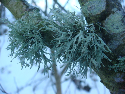 Lichen (Ramalina sp.)