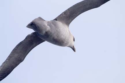 another
flying fulmar