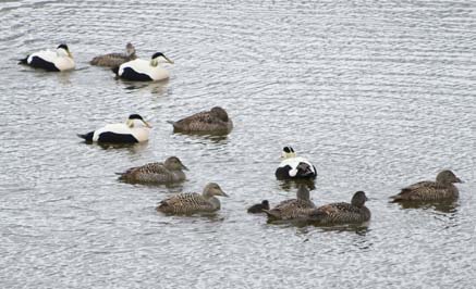 Eiders on the
water