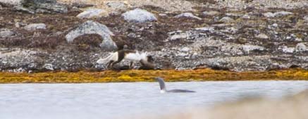 arctic fox and red-throated
diver