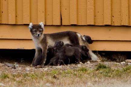 arctic fox with litter