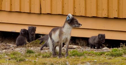 arctic
fox with litter